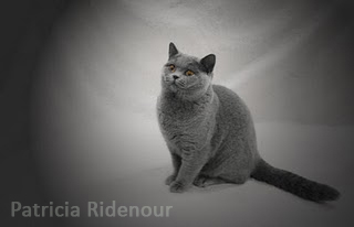 Patricia Ridenour_TICA_cat shows_British shorthair_