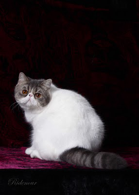 Exotic shorthair cats_Patricia Ridenour show cat photographer_Temple Parlor_TICA