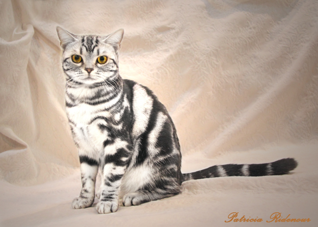 American shorthair kitten_tica_kelloggues cattery_cat show photography_Patricia Ridenour