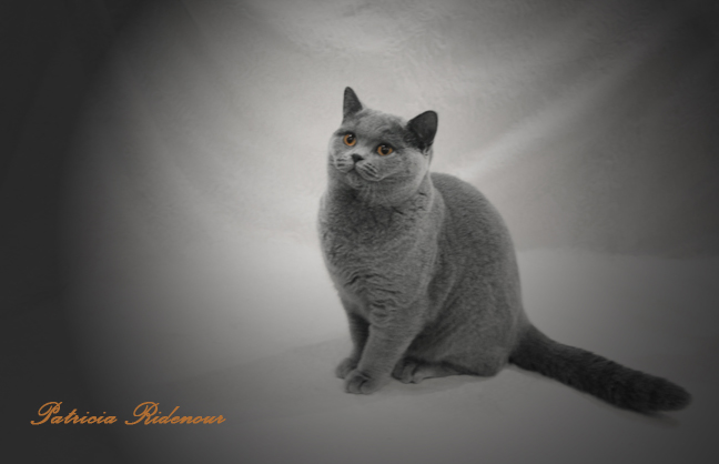 tica_cat shows_british short hair cats_Pamela Barret_Patricia Ridenour