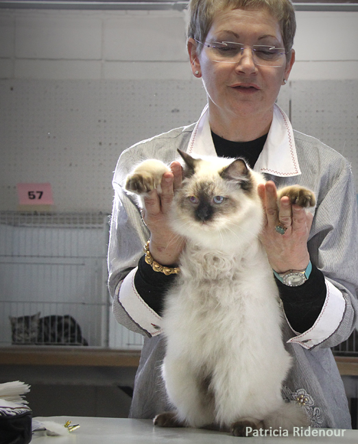 Patricia Ridenour_Cat show_TICA_judging