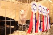 Patricia Ridenour_TICA cat shows