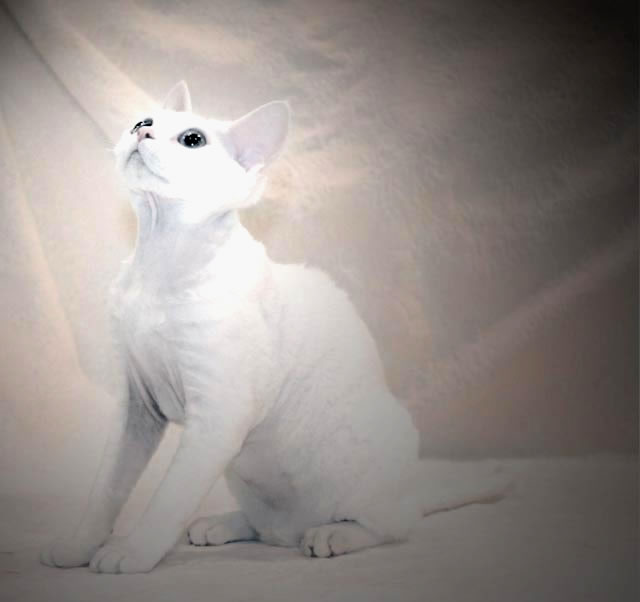 Patricia Ridenour_Devon Rex_TICA_Cat shows