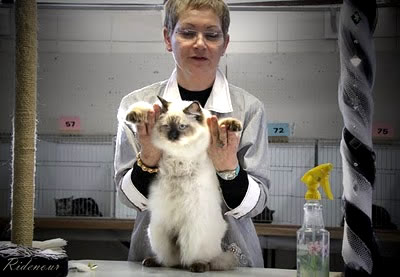 Patricia Ridenour_TICA_Cat shows_JTICA Judges