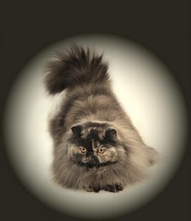 Patricia Ridenour_Persian_TICA_cat shows_Best of show